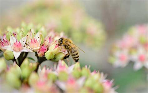 蜜蜂来家里|家里突然来了一群蜜蜂是什么征兆？